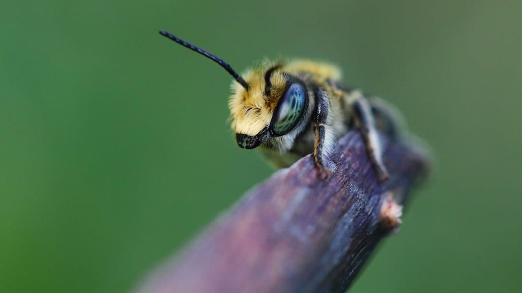 Bees Evolved from Ancient Supercontinent, Diversified Faster than Suspected