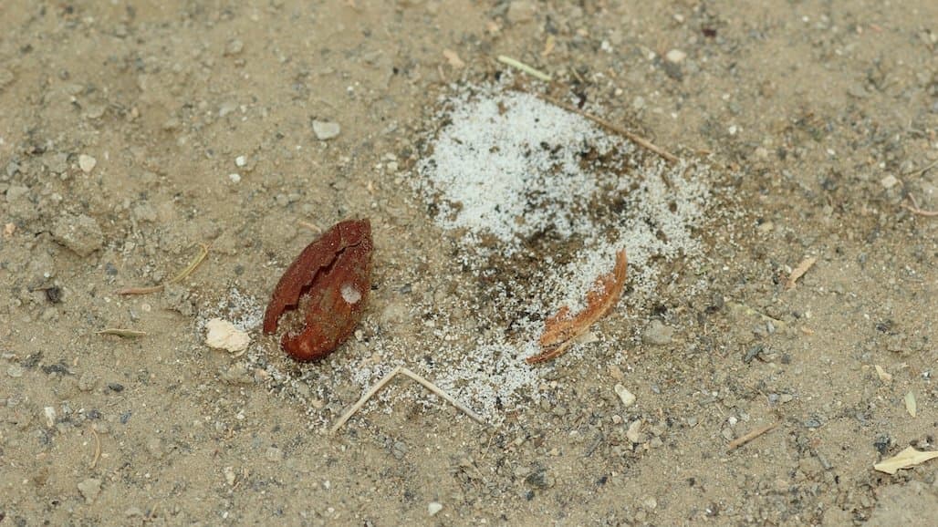 Got Carpophilus Beetle? Make it Official with Ag Commissioner