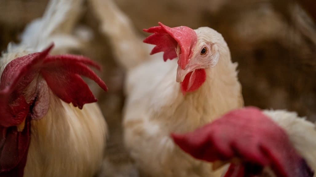 Long-Term Drop in Chicken Fertility Rate Predicted