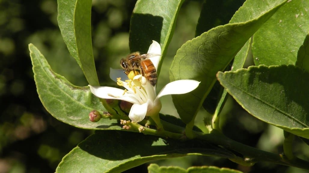 Developing a New Phone App that Detects Bee Diseases
