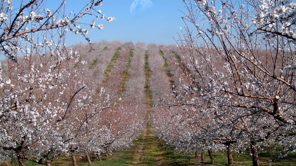 Blue Diamond Growers election
