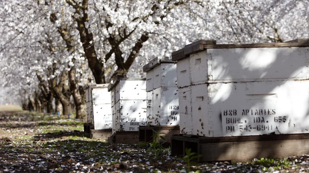 Pollination Still Pays in Self-Fertile Almond Varieties