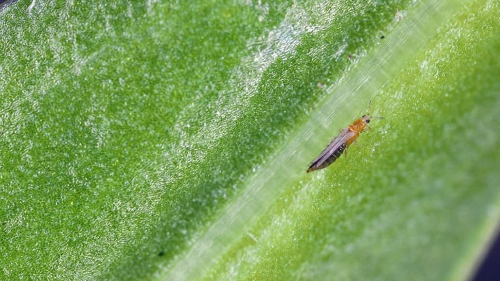 Natural Remedies for Pest Control